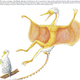Illustration for article titled The 20 Dinosaurs Who Wouldnt Die